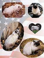 Keeney Kats Cattery