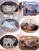 Keeney Kats Cattery