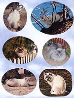 Keeny Kats Cattery