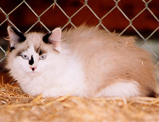 Seal Point Male - Born 8/05/04