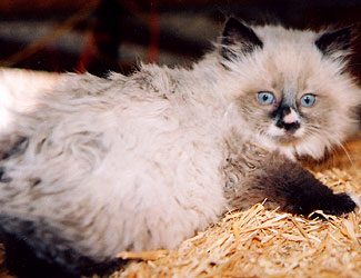 Seal Point Male - Born 9/26/04