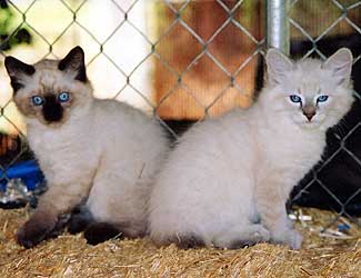 Romeo & Togo
