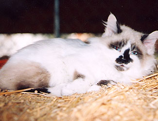 Snow Marble Female - Born 8/05/04