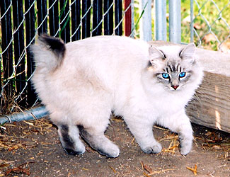 Blue Lynx Point Male - Born 6/17/04